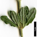 SpeciesSub: subsp. formosum